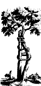 orthbaum_klein